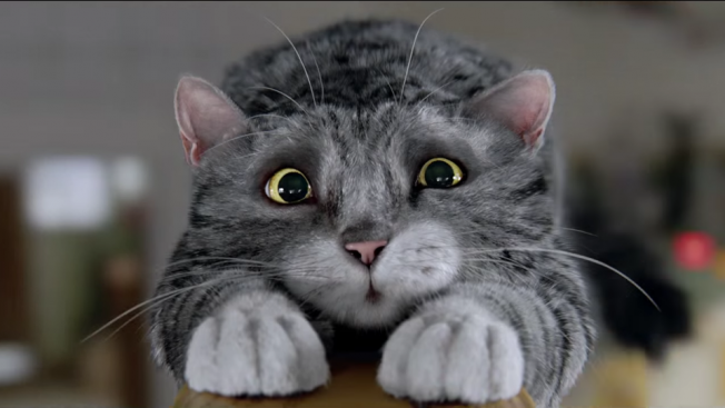 mog cat teddy